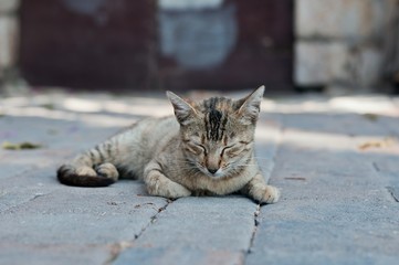 Cute tabby cat laying on the ground