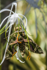 army green moth (Daphnis nerii) on flower