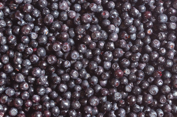 Bilberry berries