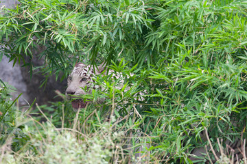 Obraz premium A white tiger in zoo