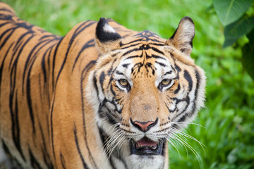 Closeup tiger in the zoo at Thailand