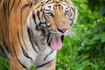 Closeup tiger in the zoo at Thailand