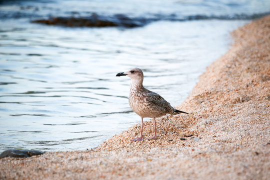 Bird standing on shore