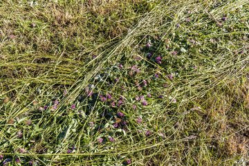 Green grass hay texture background