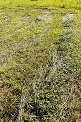 Green grass hay texture background