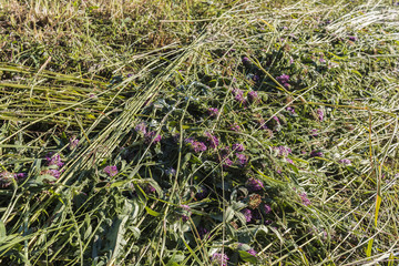 Green grass hay texture background