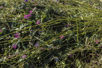 Green grass hay texture background