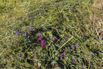 Green grass hay texture background