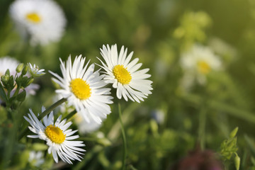 Obraz premium Chamomile flower in field at sunset