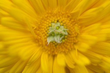 Fototapeta premium Flower with bokeh