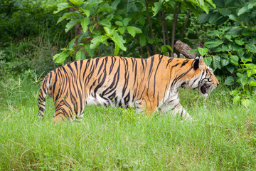 Fototapeta na wymiar Closeup tiger in the zoo at Thailand