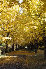 Naklejka premium Showa memorial park 21