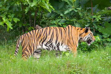 Closeup tiger in the zoo at Thailand
