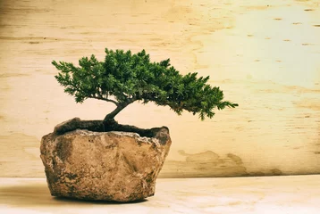 Crédence en verre imprimé Bonsaï Un bonsai