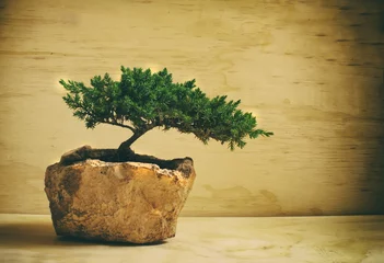 Papier Peint photo autocollant Bonsaï Un bonsai