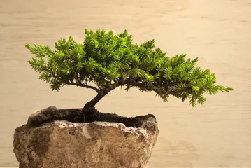 Vlies Fototapete Bonsai Bonsai Baum