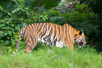 Closeup tiger in the zoo at Thailand