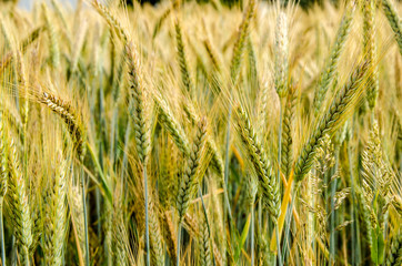 Weizen Feld im Sommer
