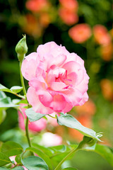 Obraz premium ピンクの薔薇