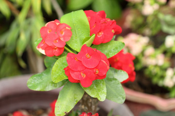 Fototapeta premium Poi Sian flowers