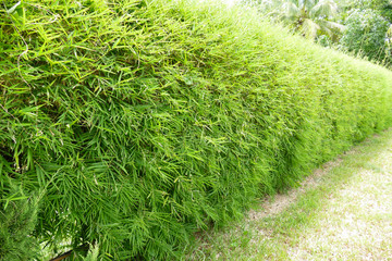 bamboo tree in the garden