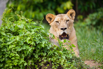 The portrait of White lion in Thailand zoo