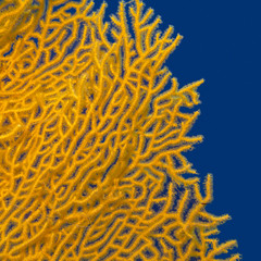 gorgonian on a background of blue water , underwater