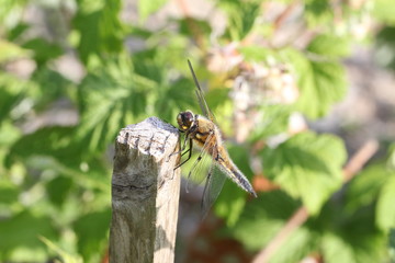 Dragonfly