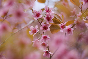 Beautiful pink cherry blossom