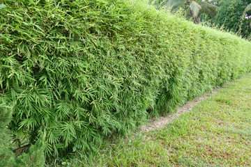 bamboo tree in the garden