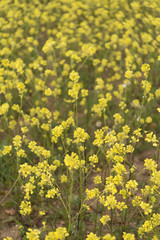 Yellow flowers blossoming in spring time, natural background