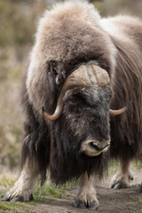 Moschusochse, muskox, Ovibos moschatus
