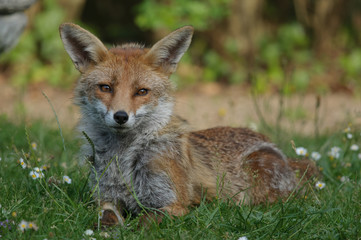 Naklejka na ściany i meble red fox vixen