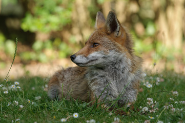 Naklejka na ściany i meble vixen, red fox