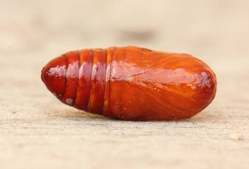 pupa