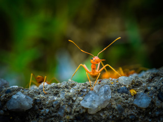 weaver ants
