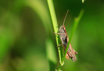 grasshopper on grass