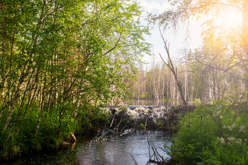 Summer landscape. North Karelia. Russia