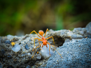 weaver ants