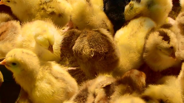 Adorable newly hatched chicks walking and feeding on a traditional chicken farm. Original sound included.