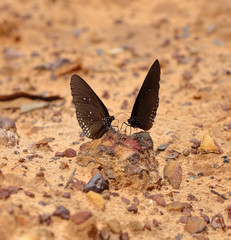 Fototapeta na wymiar Common Indian Crow butterfly (Euploea core Lucus)