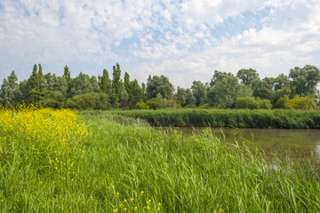 Wild flowers on the shore of a lake in summer
