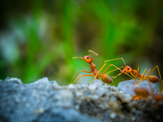 weaver ants