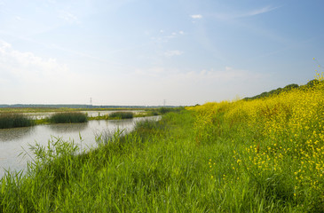 Fototapeta na wymiar Wild flowers on the shore of a lake in summer