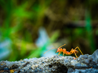 weaver ants