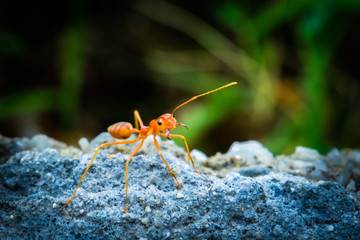weaver ants
