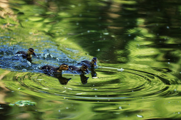 water duck flock of birds