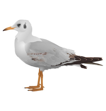 Seagull stands isolated on white background