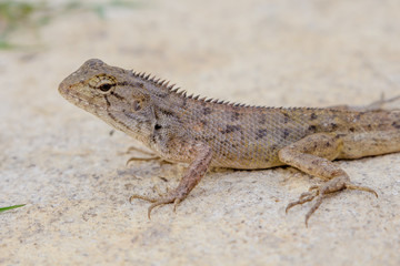 Brown lizard