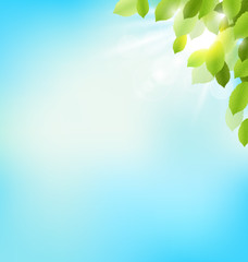 Fototapeta na wymiar Tree foliage with sunlight on sky. Floral nature spring backgrou